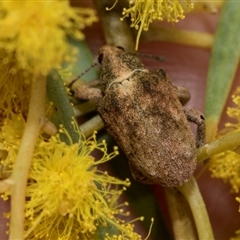 Gonipterus sp. (genus) at Fyshwick, ACT - 4 Sep 2024