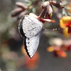 Erina hyacinthina (Varied Dusky-blue) at Yarralumla, ACT - 9 Sep 2024 by Anna123