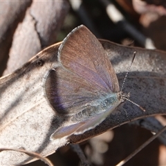 Erina hyacinthina at Yarralumla, ACT - 9 Sep 2024