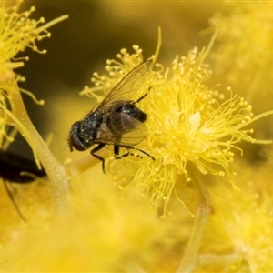 Muscoidea (super family) at Fyshwick, ACT - 4 Sep 2024