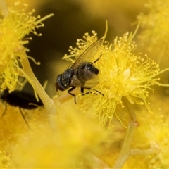 Muscoidea (super family) at Fyshwick, ACT - 4 Sep 2024