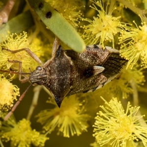 Oechalia schellenbergii at Fyshwick, ACT - 4 Sep 2024 11:35 AM