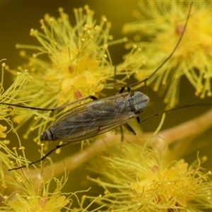 Chironomidae (family) at Higgins, ACT - 4 Sep 2024