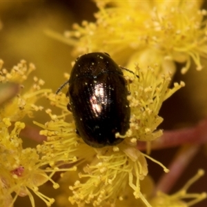 Ditropidus sp. (genus) at Fyshwick, ACT - 4 Sep 2024