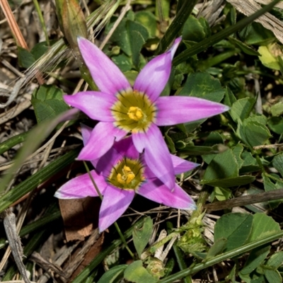 Romulea rosea var. australis (Onion Grass) at Fyshwick, ACT - 4 Sep 2024 by AlisonMilton