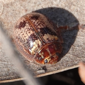 Paropsisterna sp. ("Ch11" of DeLittle 1979) at Yarralumla, ACT - 9 Sep 2024