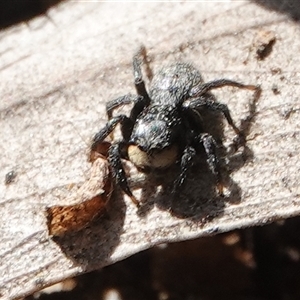 Salticidae sp. 'Golden palps' at Yarralumla, ACT - 9 Sep 2024