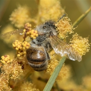 Apis mellifera at Fyshwick, ACT - 4 Sep 2024