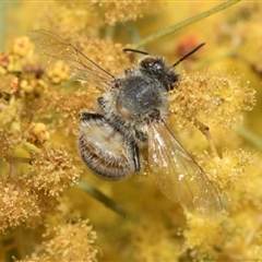 Apis mellifera at Fyshwick, ACT - 4 Sep 2024