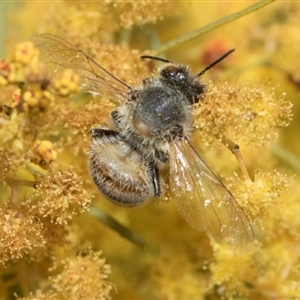 Apis mellifera at Fyshwick, ACT - 4 Sep 2024 12:33 PM