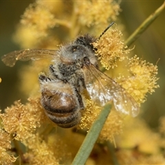 Apis mellifera at Fyshwick, ACT - 4 Sep 2024 12:33 PM