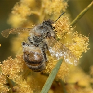 Apis mellifera at Fyshwick, ACT - 4 Sep 2024