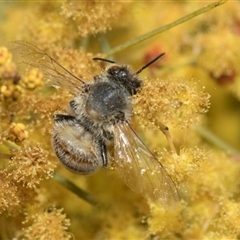 Apis mellifera at Fyshwick, ACT - 4 Sep 2024