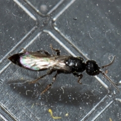 Bethylidae (family) (Bethylid wasp) at Fyshwick, ACT - 4 Sep 2024 by AlisonMilton