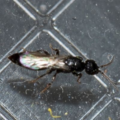 Unidentified Wasp (Hymenoptera, Apocrita) at Fyshwick, ACT - 4 Sep 2024 by AlisonMilton