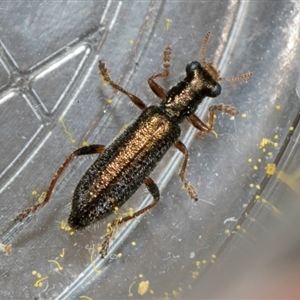 Lemidia subaenea at Fyshwick, ACT - 4 Sep 2024