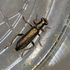 Lemidia subaenea at Fyshwick, ACT - 4 Sep 2024