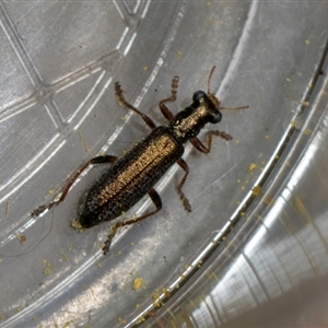 Lemidia subaenea at Fyshwick, ACT - 4 Sep 2024