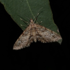 Chloroclystis approximata (Plumed or Cherry Looper) at Freshwater Creek, VIC - 1 May 2021 by WendyEM