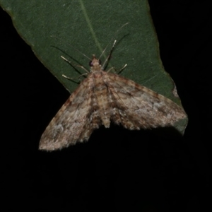 Chloroclystis approximata at Freshwater Creek, VIC - 1 May 2021 11:15 PM