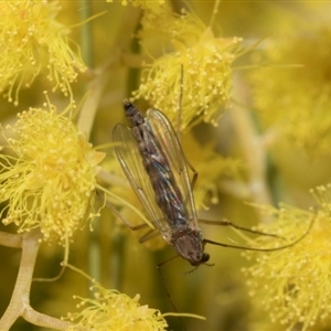 Chironomidae (family) at Fyshwick, ACT - 4 Sep 2024 12:29 PM