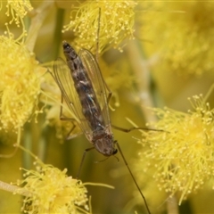 Chironomidae (family) at Fyshwick, ACT - 4 Sep 2024 12:29 PM