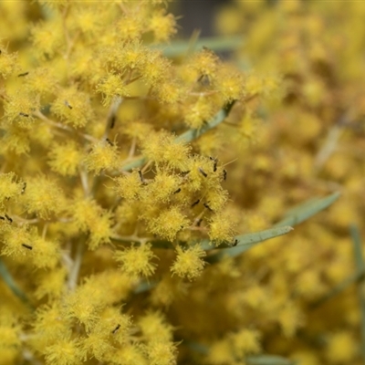 Unidentified Bee (Hymenoptera, Apiformes) at Fyshwick, ACT - 4 Sep 2024 by AlisonMilton