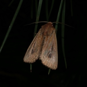 Hadenini (tribe) Sp.1. (MoV, Part 9) at Freshwater Creek, VIC - 1 May 2021 10:31 PM