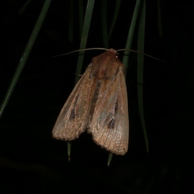 Hadenini (tribe) Sp. 1.(MoV, Part 9) at Freshwater Creek, VIC - 1 May 2021 by WendyEM