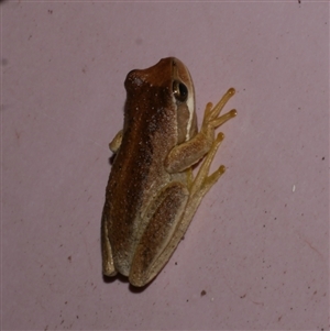 Litoria ewingii at Freshwater Creek, VIC - 1 May 2021