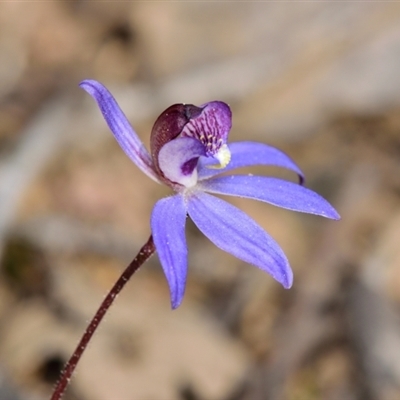 Cyanicula caerulea (Blue Fingers, Blue Fairies) at Bruce, ACT - 8 Sep 2024 by RobertD