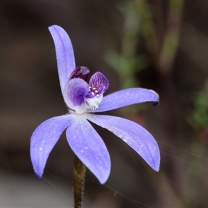 Cyanicula caerulea at Bruce, ACT - 8 Sep 2024