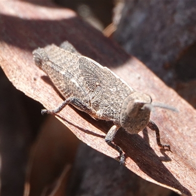 Goniaea australasiae (Gumleaf grasshopper) at Yarralumla, ACT - 9 Sep 2024 by Anna123