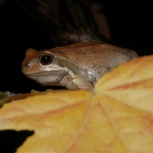 Litoria ewingii at Freshwater Creek, VIC - 1 May 2021