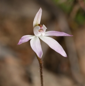 Caladenia fuscata at Bruce, ACT - 8 Sep 2024