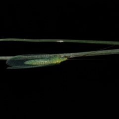 Apertochrysa edwardsi (A Green Lacewing) at Freshwater Creek, VIC - 1 May 2021 by WendyEM