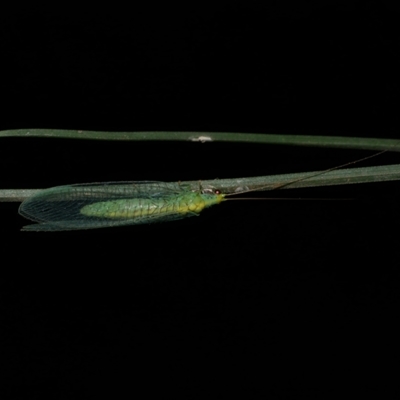 Apertochrysa edwardsi (A Green Lacewing) at Freshwater Creek, VIC - 1 May 2021 by WendyEM