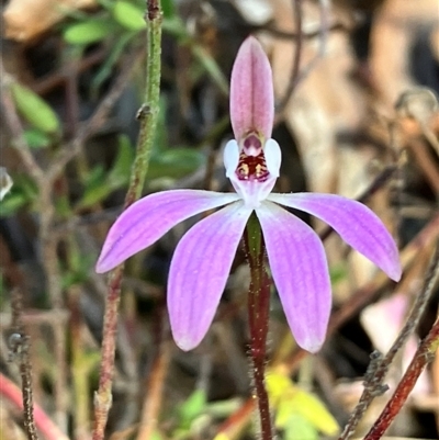 Caladenia fuscata (Dusky Fingers) at Yarralumla, ACT - 9 Sep 2024 by strigo