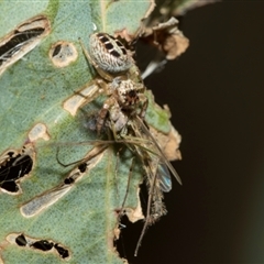 Opisthoncus sexmaculatus (Six-marked jumping spider) at Fyshwick, ACT - 4 Sep 2024 by AlisonMilton