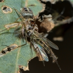 Opisthoncus sexmaculatus at Fyshwick, ACT - 4 Sep 2024