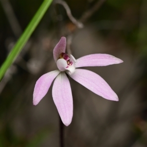 Caladenia fuscata at Aranda, ACT - suppressed