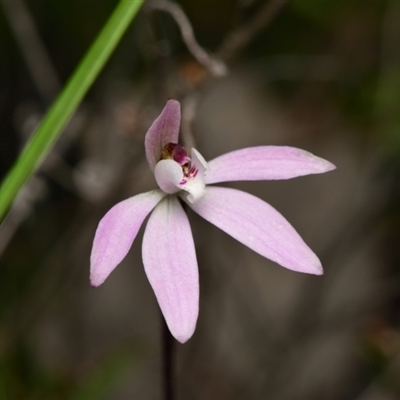 Caladenia fuscata (Dusky Fingers) at Aranda, ACT - 8 Sep 2024 by RobertD