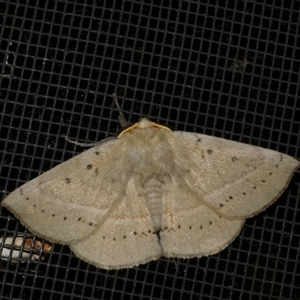 Anthela acuta at Freshwater Creek, VIC - 3 May 2021 12:47 AM