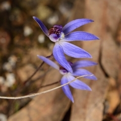 Cyanicula caerulea (Blue Fingers, Blue Fairies) at Aranda, ACT - 8 Sep 2024 by RobertD