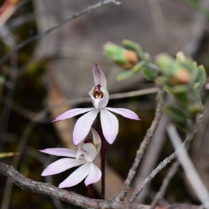 Caladenia fuscata at Aranda, ACT - suppressed