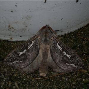 Abantiades marcidus at Freshwater Creek, VIC - 3 May 2021