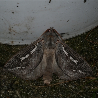 Abantiades marcidus (A ghost moth) at Freshwater Creek, VIC - 3 May 2021 by WendyEM