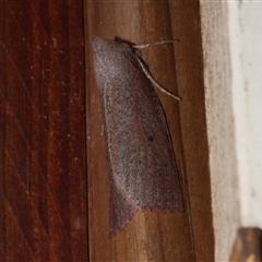 Paralaea porphyrinaria (Chestnut Vein Crest Moth) at Freshwater Creek, VIC - 17 May 2021 by WendyEM