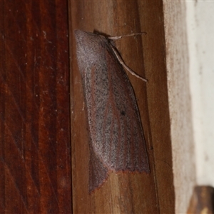 Paralaea porphyrinaria at Freshwater Creek, VIC - 17 May 2021 11:40 PM