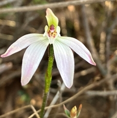 Caladenia fuscata (Dusky Fingers) at Yarralumla, ACT - 9 Sep 2024 by strigo